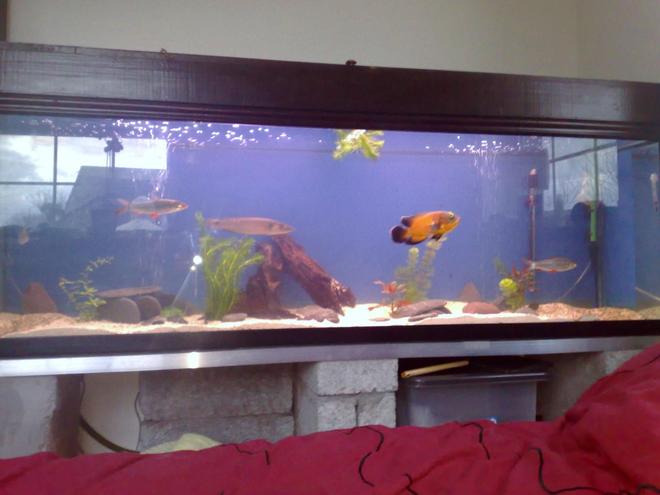 150 gallons freshwater fish tank (mostly fish and non-living decorations) - 6'x2'x2' my new aquarium tank, unfinished , im gonna get some more wood and rock, any tips would be greatful