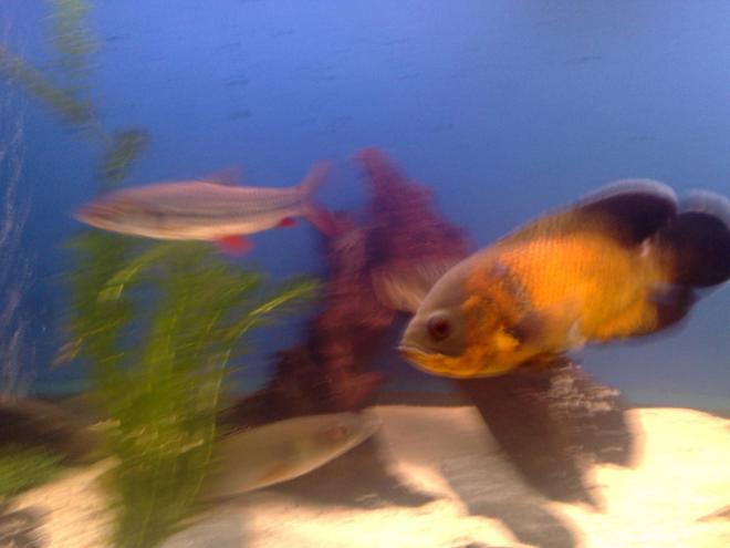 freshwater fish - astronotus ocellatus - red oscar stocking in 150 gallons tank - ollie again