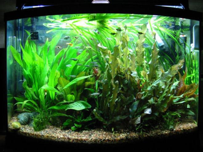 36 gallons planted tank (mostly live plants and fish) - 90 days old started on January 4 2008