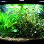 36 gallons planted tank (mostly live plants and fish) - 90 days old started on January 4 2008