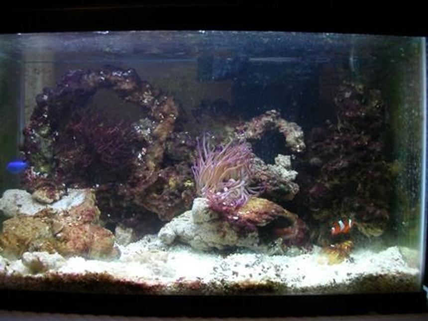 Rated #222: 55 Gallons Reef Tank - 10 gal tank.  Only a temporary tank.  in the process of cycling my 55 gallon.