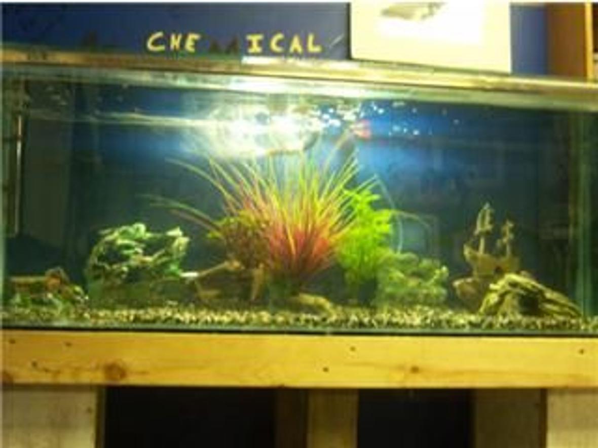 70 gallons planted tank (mostly live plants and fish) - The Second Day Of My Tank Set Up.