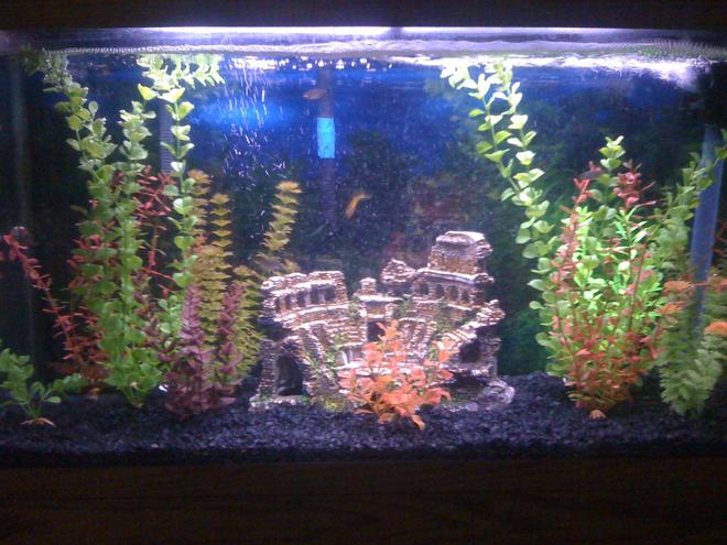40 gallons freshwater fish tank (mostly fish and non-living decorations) - my first fish tank...40 gl