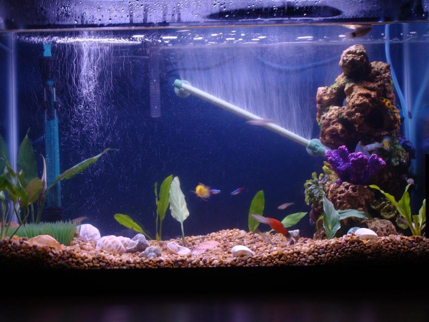 Rated #2147: 20 Gallons Planted Tank - tank still not done