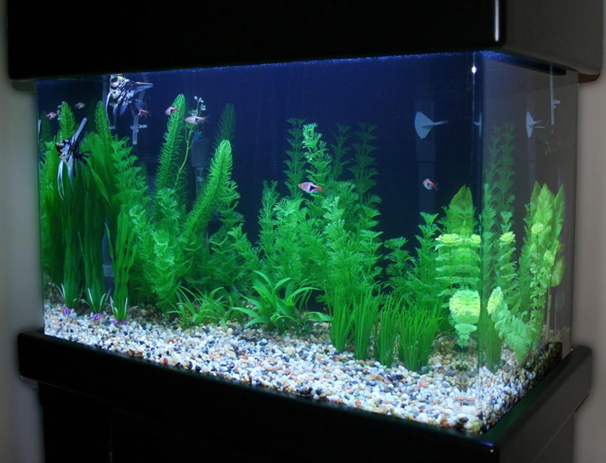 20 gallons freshwater fish tank (mostly fish and non-living decorations) - Marbled Angelfish Tank