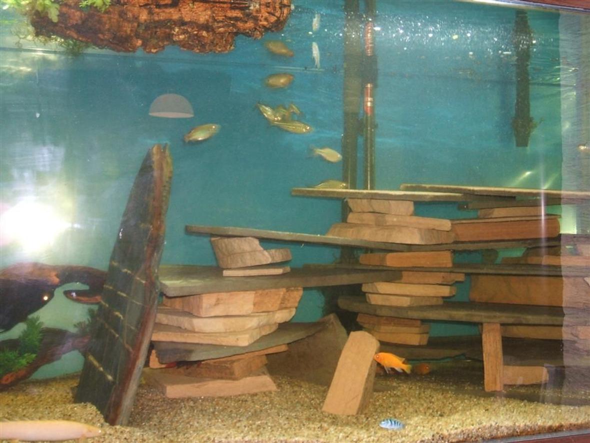 210 gallons freshwater fish tank (mostly fish and non-living decorations) - This is the latest conversion of my 210 gallon tank. I have filled it with mostly African species. It has Malawi Cichlids, Featherfin catfish, Bichirs, Loaches, Gourami's and eels.