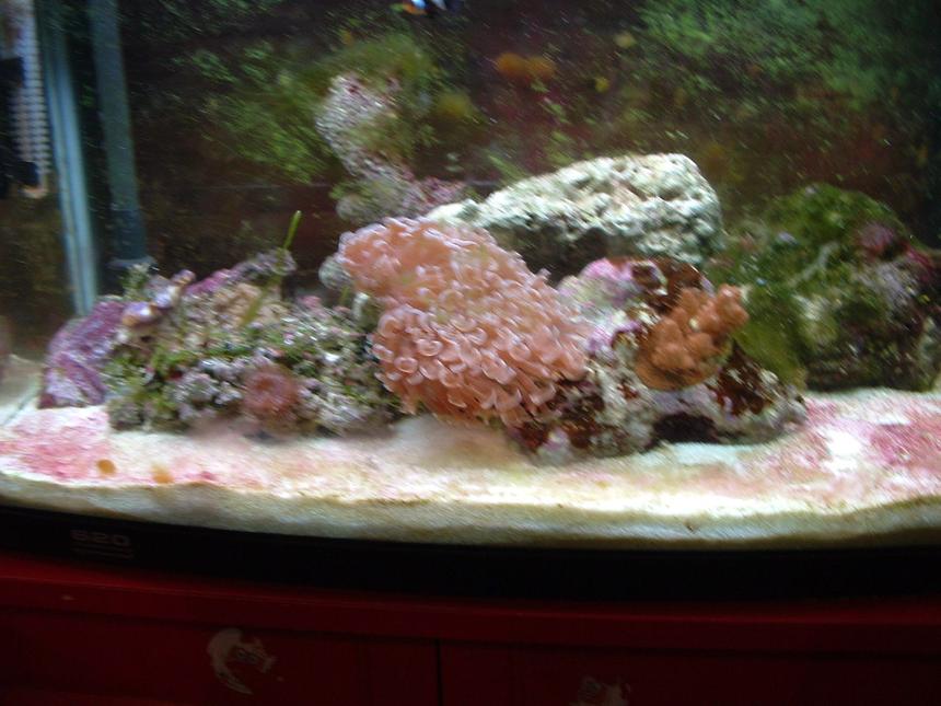 Rated #218: 25 Gallons Reef Tank - i still need to get more live rock and i only have 5 fish and a decorator crab (pest) and a coral banded shrimp.
