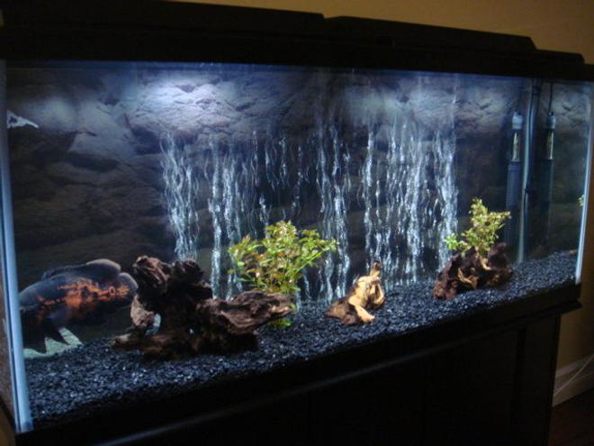 55 gallons freshwater fish tank (mostly fish and non-living decorations) - Oscar Tank