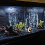 55 gallons freshwater fish tank (mostly fish and non-living decorations) - Oscar Tank