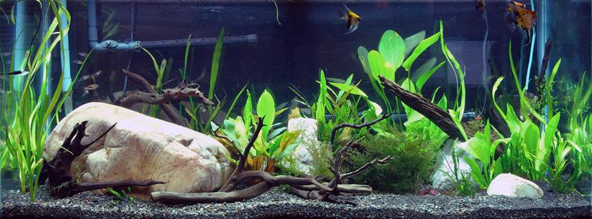 Rated #98: 75 Gallons Planted Tank - My big 75 gallon tank.