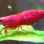 fish tank picture - Red Cherry Shrimp on macro :)