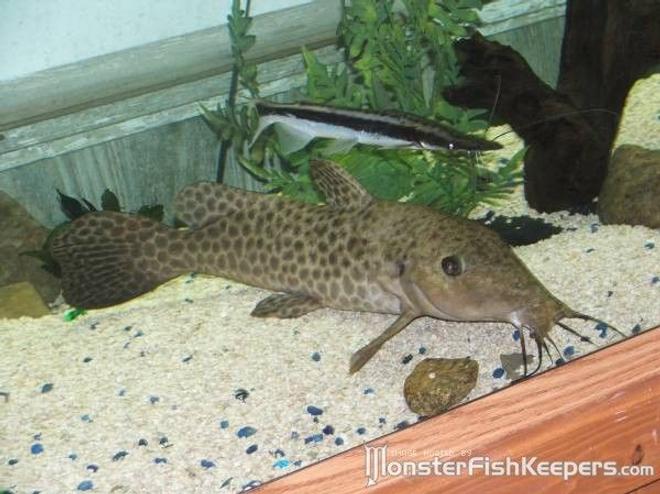 freshwater fish - auchenoglanis occidentalis - giraffe nosed catfish stocking in 110 gallons tank - my giraffe catfish and lima shovelnose in the 220