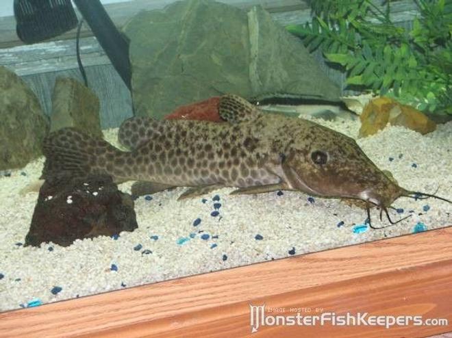 freshwater fish - auchenoglanis occidentalis - giraffe nosed catfish stocking in 110 gallons tank - my 18in giraffe catfish