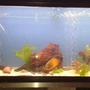 150 gallons freshwater fish tank (mostly fish and non-living decorations) - my tank in progress just small thinkg to do now