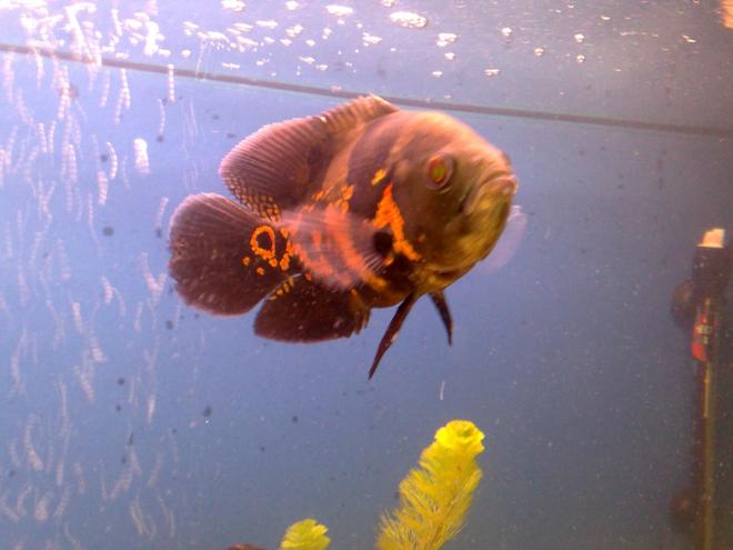 freshwater fish - astronotus ocellatus - tiger oscar stocking in 150 gallons tank - my new member to my 600litre tank
