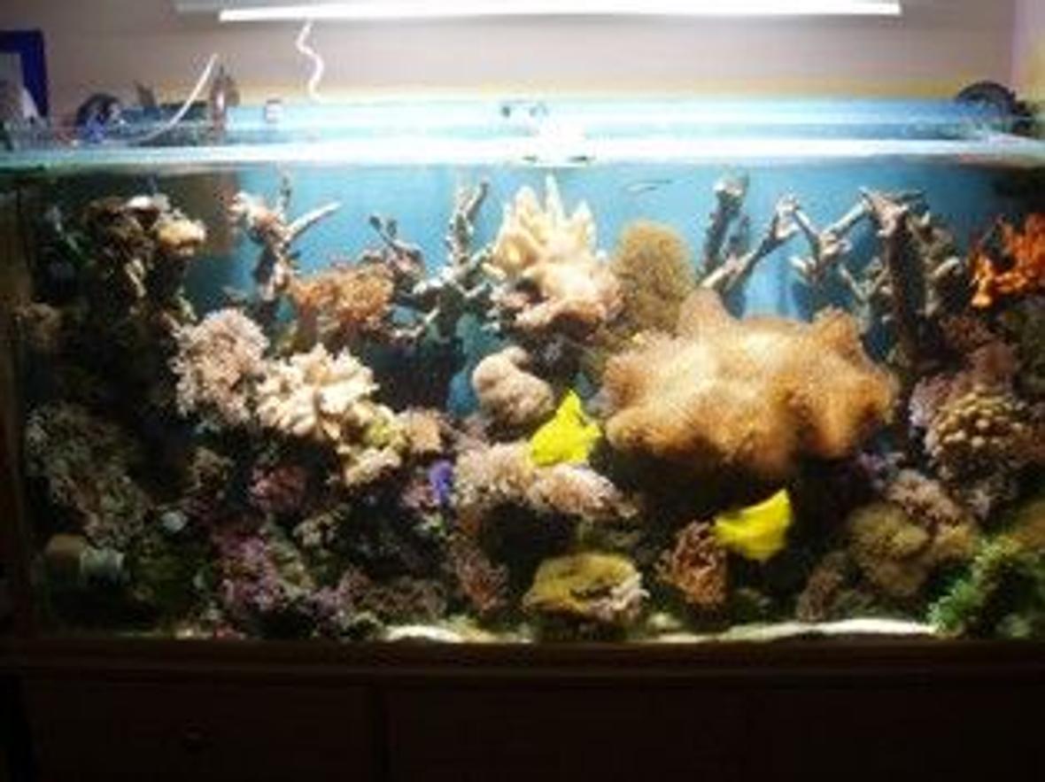 250 gallons reef tank (mostly live coral and fish) - reef tank all soft coral and a few fish 250w halides riff 500 sump phosphate reactor and fx5 for filter