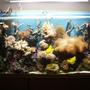 250 gallons reef tank (mostly live coral and fish) - reef tank all soft coral and a few fish 250w halides riff 500 sump phosphate reactor and fx5 for filter