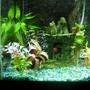 55 gallons planted tank (mostly live plants and fish) - my 10 gallon tank