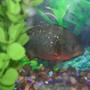 freshwater fish - pygocentrus nattereri - redbellied pirhana stocking in 55 gallons tank - my piranna