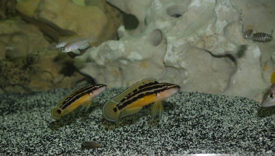 freshwater fish - julidichromis ornatus - golden julie stocking in 300 gallons tank - Pair of Julidichromis Ornatus