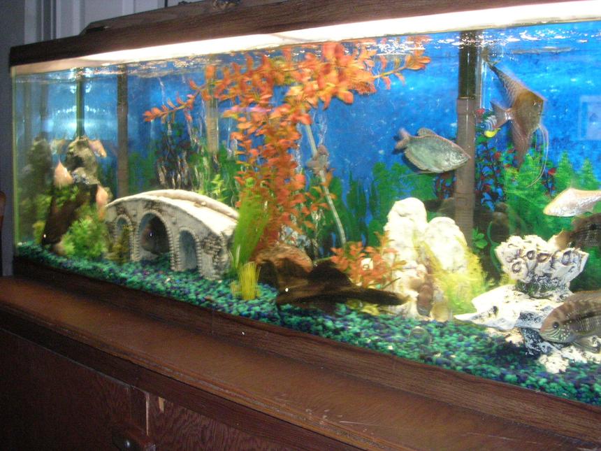 Rated #2887: 55 Gallons Freshwater Fish Tank - 55 gallon
