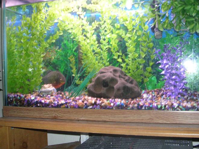 55 gallons freshwater fish tank (mostly fish and non-living decorations) - 30 gallon