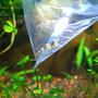 fish tank picture - Crystal Black Shrimp