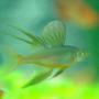 freshwater fish - iriatherina werneri - threadfin rainbow stocking in 85 gallons tank - Threadfin Rainbow Fish
