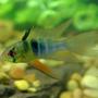 freshwater fish - papiliochromis ramirezi - german blue ram stocking in 85 gallons tank - Highfin Ram