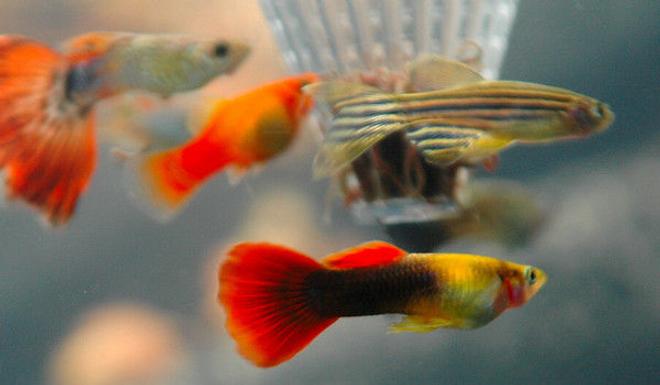 freshwater fish - danio rerio - zebra danio stocking in 85 gallons tank - Assorted Guppies, Dwarf Platy and Longfin Zebra Danio feeding at the worm feeder.