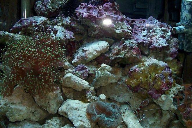 15 gallons reef tank (mostly live coral and fish) - my 15 gallon reef tank