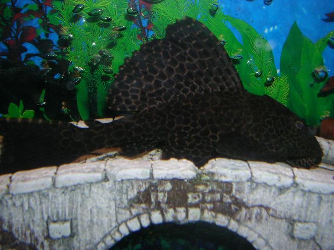 freshwater fish - hypostomus punctatus - trinidad pleco stocking in 55 gallons tank - placo