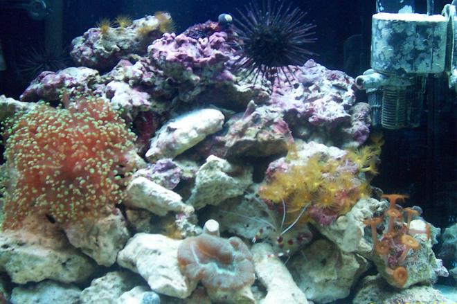15 gallons reef tank (mostly live coral and fish) - 15 gallon reef tank