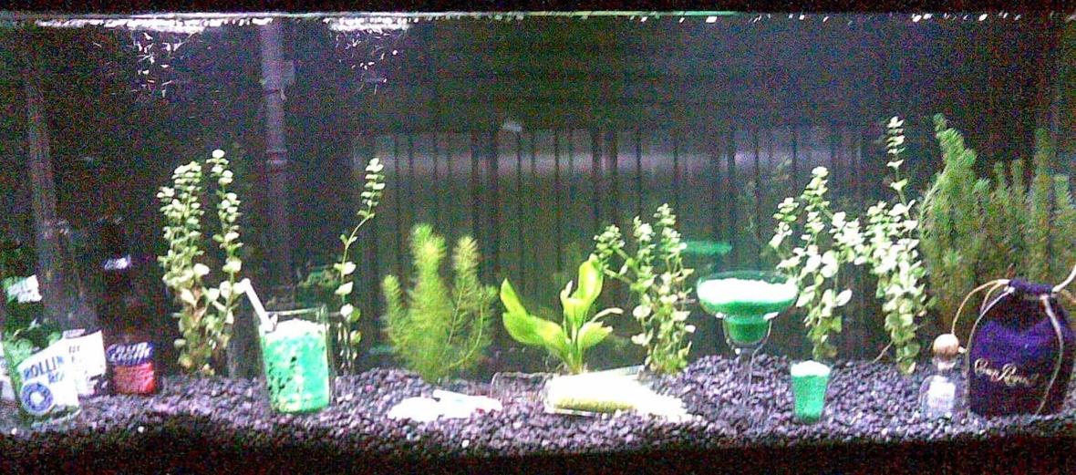 55 gallons planted tank (mostly live plants and fish) - (Picture was taken with a cell phone so please excuse the fuzzy quality) This fish tank is my 55 gallon bar. This fish tank is part 2 of a 2 part wet bar in the downstairs of my house. Atop this fish tank is counter top and behind is a full bar. The insides of this fish tank include fish, plants, beer wine and liquor bottles. There are mixed drinks (gravel) and even a spilled cocktail. NOT PICTURED HERE: there is a tap built into the top of the bar and a glass that has been perm. glued down with a constant flow of pond water pumped through the tap and into the glass that then falls back through the small hole back into the tank. One of the most eye catching tanks I've ever owned because of the setup and environment around the tank as well as inside the tank.