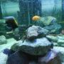 fish tank picture - 120g african cichlid tank