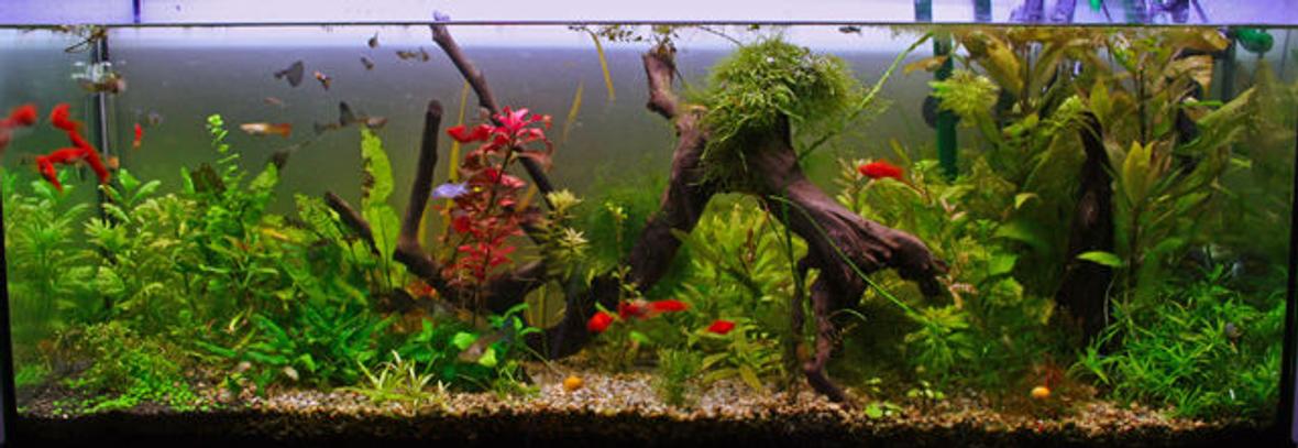 175 gallons planted tank (mostly live plants and fish)