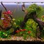 175 gallons planted tank (mostly live plants and fish)