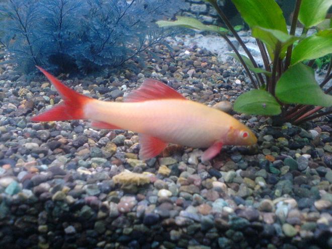 freshwater fish - epalzeorhynchos frenatus - albino rainbow shark stocking in 52 gallons tank - Albino Shark