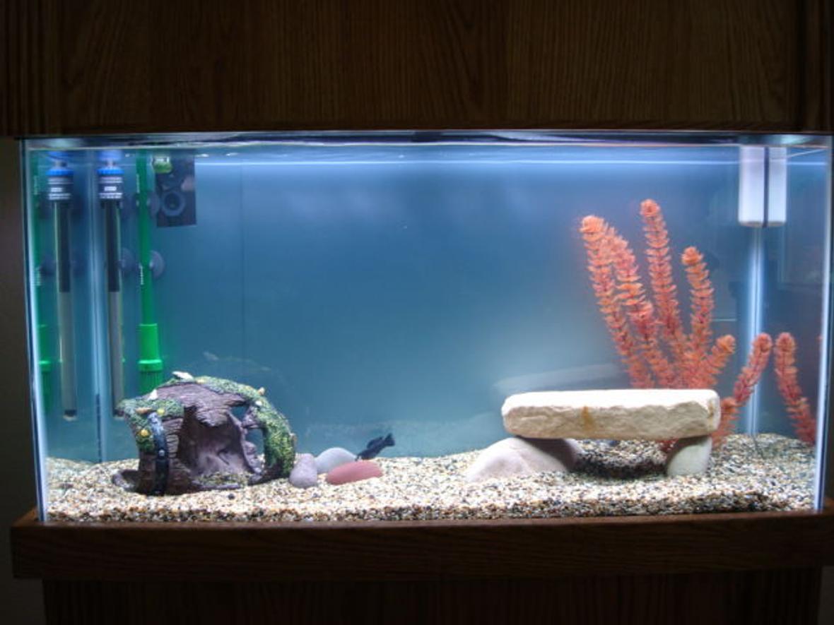 38 gallons freshwater fish tank (mostly fish and non-living decorations) - I PLan to add more plants and more fish. Just recently set this up.