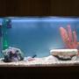 38 gallons freshwater fish tank (mostly fish and non-living decorations) - I PLan to add more plants and more fish. Just recently set this up.