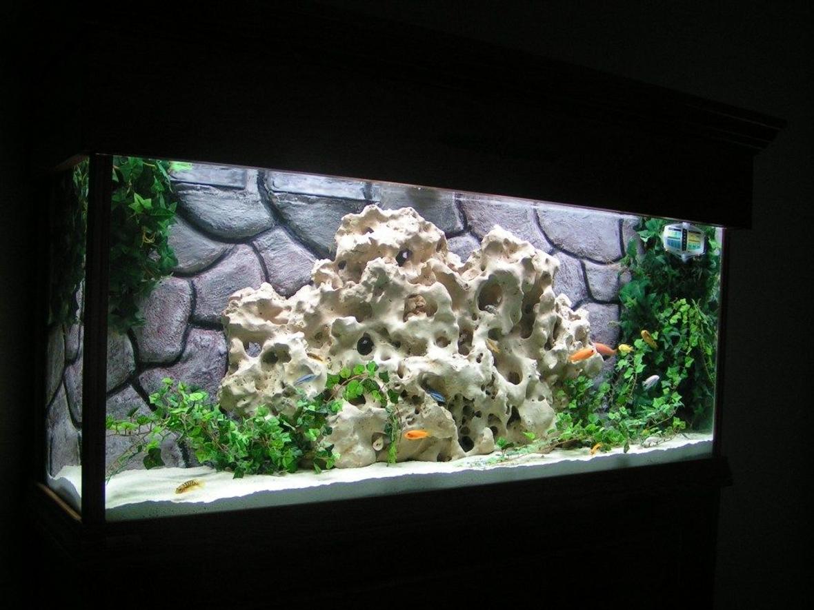 55 gallons freshwater fish tank (mostly fish and non-living decorations) - My first cichlid tank