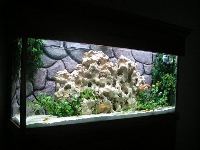 55 gallons freshwater fish tank (mostly fish and non-living decorations) - My first cichlid tank