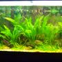 75 gallons planted tank (mostly live plants and fish) - 75 gallon amazon community tank