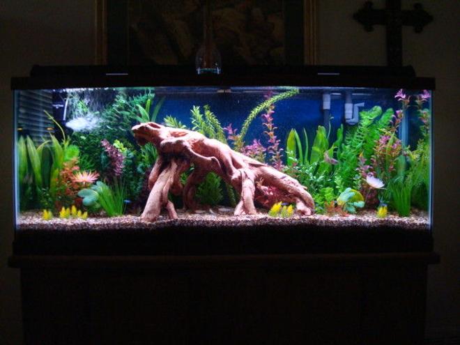 55 gallons freshwater fish tank (mostly fish and non-living decorations) - My new 55 gallon tank with artificial plants and driftwood full view. Please see the additional pictures for close ups of the features of this tank.
