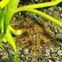 fish tank picture - fresh water flounder, 1 of three