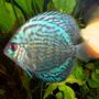 freshwater fish - turquoise checker board discus stocking in 125 gallons tank - discus, turquoise checkerboard, (atleast that's what the lfs called it)