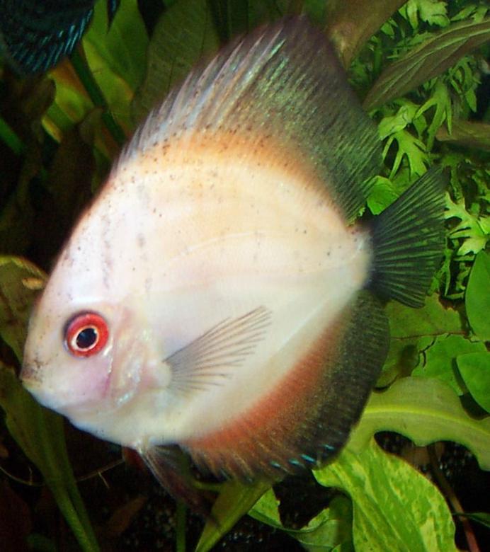freshwater fish - symphysodon spp. - pigeon blood discus stocking in 125 gallons tank - my pigeon blood discus, immature as you can tell by coloring