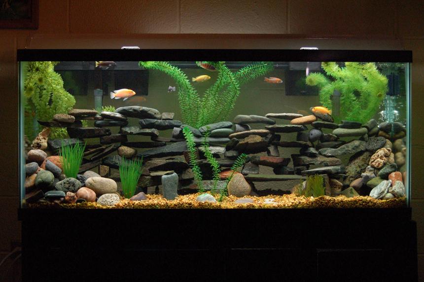 Rated #11: 55 Gallons Freshwater Fish Tank - Current View of my tank