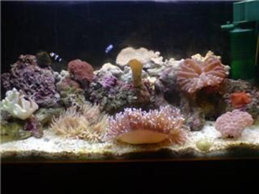 Rated #166: 100 Gallons Reef Tank - 5 month old 35g, abit dirty atm