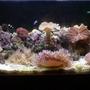 100 gallons reef tank (mostly live coral and fish) - 5 month old 35g, abit dirty atm